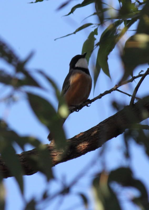 Rufous Whistler at Oxley Creek, Brisbane BIRDS in BACKYARDS